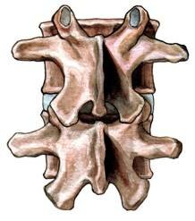 Spinous Process Vertebrae